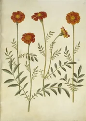 マンジュギクのpatula（禁止されたベルベットの花）