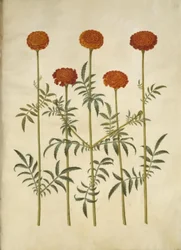 マンジュギクのpatula（禁止されたベルベットの花）