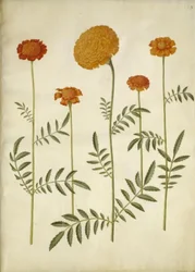 マンジュギクのpatula（禁止されたベルベットの花）; マンジュギク エレクター (直立ベルベットの花)