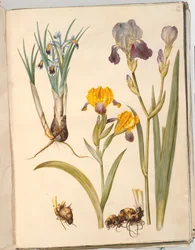 タイトル: Iris persica (ペルシャ アイリス); アイリス・バリエガタ（多彩なアイリス）; アイリス×サンブチーナ（棚菖蒲）