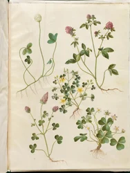Trifolium repens（シロツメクサ）；Trifolium pratense（アカツメクサ）；Oxalis corniculata（カタバミ）；Trifolium incarnatum（クリムソンクローバー）；Oxalis acetosella（コミヤマカタバミ）