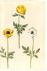 Trollius europaeus (ヨーロッパの牧草地のプラム); Ranunculus asiaticus (キンポウゲ)