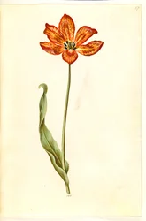 Tulipa gesneriana (have-tulipan)