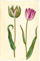 Tulipa gesneriana (have-tulipan)