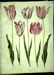 Tulipa gesneriana (have-tulipan)   1264673   ja       japanese Successfully Translated  Original: Hebé Translat: Hebé 1253611 ja japanese Successfully Translated Original: Flower Market Paris, 1890, 1897 Translat: 