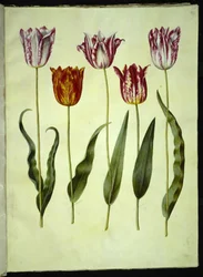 Tulipa gesneriana (have-tulipan)