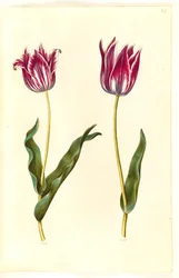 Tulipa gesneriana (have-tulipan)