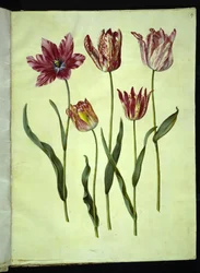 Tulipa gesneriana (have-tulipan)