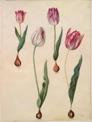 Tulipa gesneriana (have-tulipan)