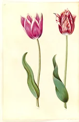 Tulipa gesneriana (have-tulipan)