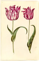 Tulipa gesneriana (have-tulipan)