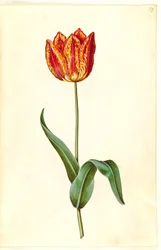 Tulipa gesneriana (have-tulipan)
