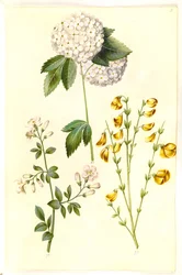 Viburnum opulus (一般的な雪だるま); Jasminum officinale (ジャスミン); Cytisus scoparius (ほうき)