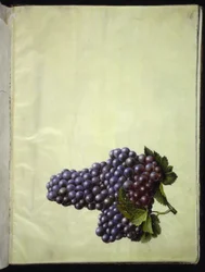 Vitis vinifera (一般的なワイン)
