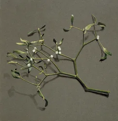 Viscum white L Mistletoe、c1870-1920。