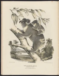 オーストラリアの哺乳類（Krefft）Nla.obj-33627803-7 The Native Bear