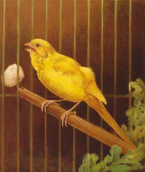 ディッキー・バード（カラーリトグラフ）