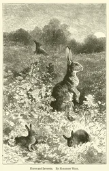 うさぎとレバレット