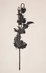 花の研究。
