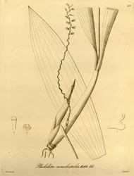 Pholidota camelostalix のイラスト