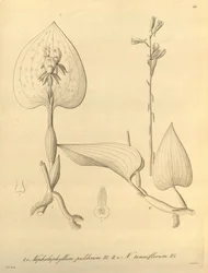 このファイルは、Biodiversity Heritage Library から取得され、biodiversitylibrary.org/page/696488 でオンラインで入手できます。