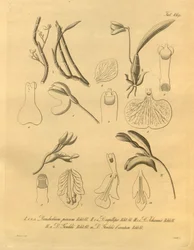 このファイルは、Biodiversity Heritage Library から取得され、biodiversitylibrary.org/page/698365 でオンラインで入手できます。