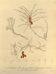 このファイルは、Biodiversity Heritage Library から取得され、biodiversitylibrary.org/page/696484 でオンラインで入手できます。