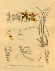 このファイルは、Biodiversity Heritage Library から取得され、biodiversitylibrary.org/page/698370 でオンラインで入手できます。