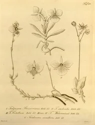 このファイルは、Biodiversity Heritage Library から取得され、biodiversitylibrary.org/page/696497 でオンラインで入手できます。
