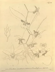 このファイルは、Biodiversity Heritage Library から取得され、biodiversitylibrary.org/page/696498 でオンラインで入手できます。