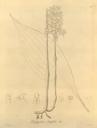 このファイルは、Biodiversity Heritage Library から取得され、biodiversitylibrary.org/page/696480 でオンラインで入手できます。