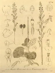 このファイルは、Biodiversity Heritage Library から取得され、biodiversitylibrary.org/page/696496 でオンラインで入手できます。
