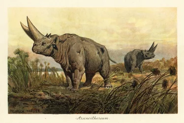 Arsinoitherium、絶滅したパエヌングラタ哺乳類の属、1908 年 (版画)