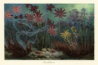 絶滅したウミユリまたはウミユリ、ウミウシ、海底、1908 年 (版画)