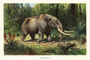 絶滅したマムトス属のマストドン、1908年（版画）