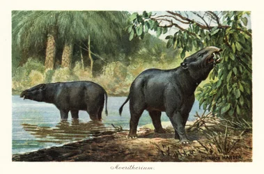 モエリテリウム、始新世の長鼻類の絶滅した属。 ,1908年（版画）