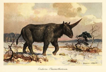 シベリアユニコーン、Elasmotherium sibiricum、雪原にて