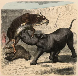 古代ローマ。アンフィシアターで戦う動物たち