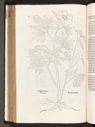 BT3.267.5 p.311牡丹、著名なレオンハート・フックスによる植物解説の歴史、1542年