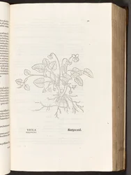 BT3.267.5 p.311グリーン、著名なレオンハート・フックスによる植物解説の歴史から、1542