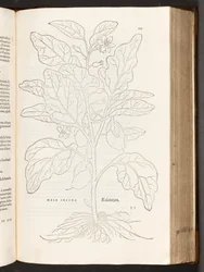 BT3.267.5 p.533 Aubergine、著名なLeonhart Fuchsによる植物解説の歴史、1542年