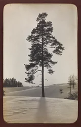 第一次世界大戦：ドイツ軍が侵攻した1914-1916年の「ウクライナ」。雪のある風景（モノクロ写真
