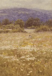 夏の花