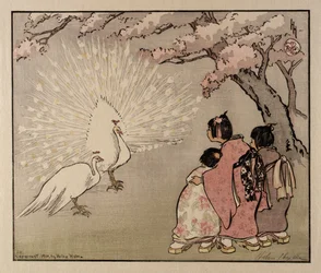 白い孔雀
