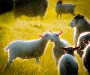 耳の中の言葉、2018