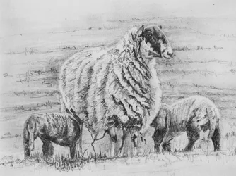 誇り高き羊、2012年（鉛筆画）