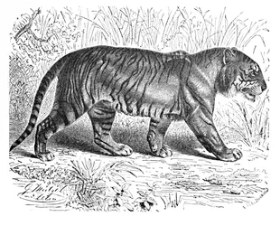 ベンガルタイガー、c1900