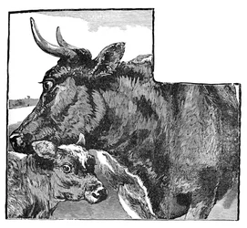 牛と子牛、c1900