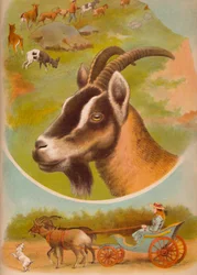 山羊、c1900