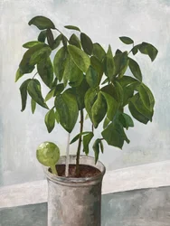 静物：鉢植え